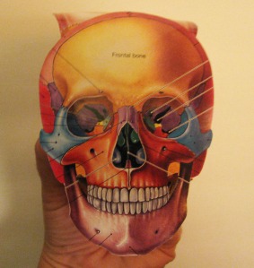 skull 01 front
